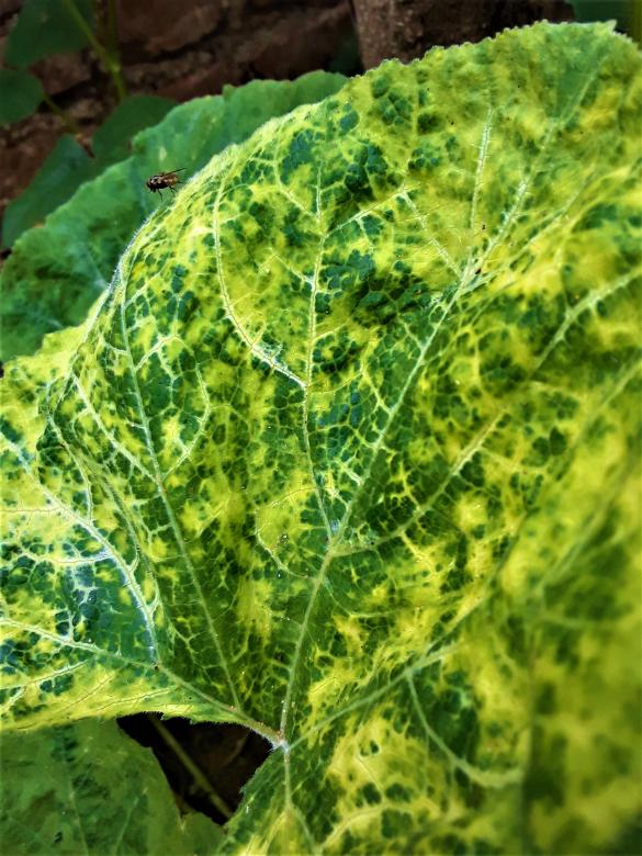 Free stock image of Pumpkin Leaf created by Infinity Focus