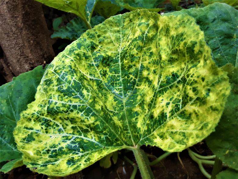 Free stock image of Yellow and Green Pumpkin Leaf created by Infinity Focus