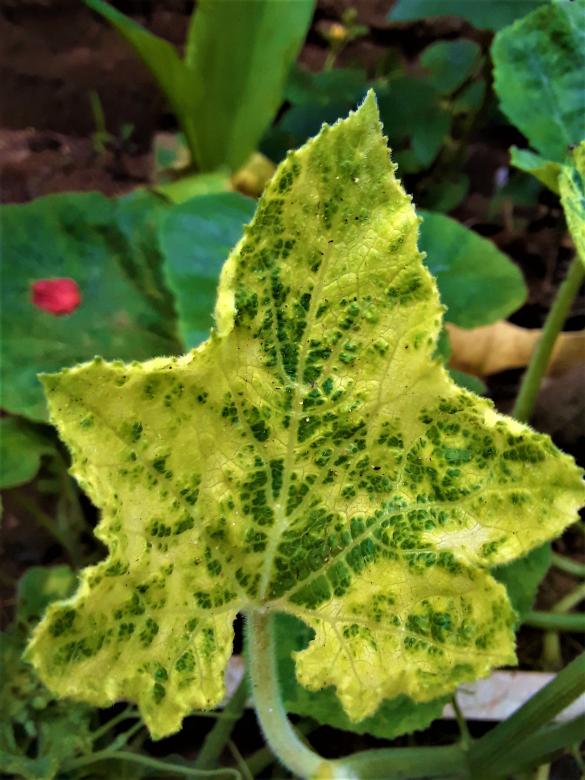 Free stock image of Green Pumpkin Leaf created by Infinity Focus