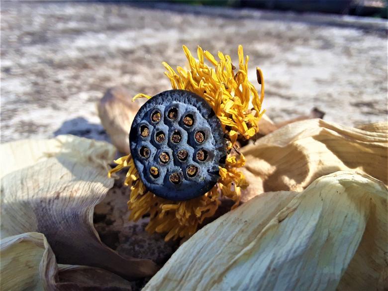 Free stock image of Dried Out Lotus Seed Pod created by Infinity Focus