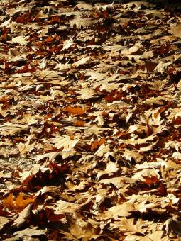 Autumn leaves on the ground