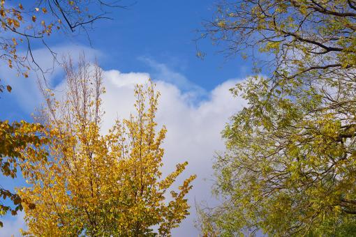 Autumn Trees Against Blue Sky