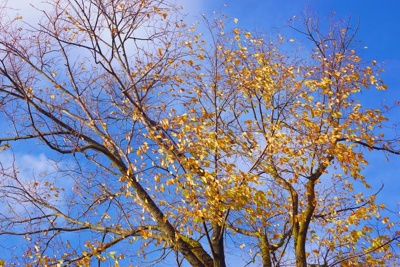Free stock image of Trees at Autumn created by Hans Zeilstra