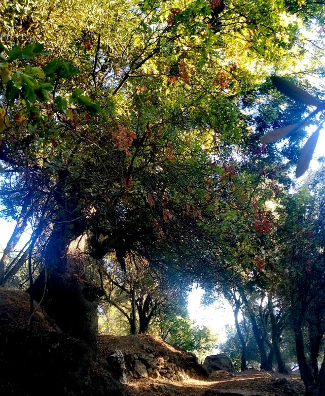 Free stock image of Forest in Morocco created by lazrak