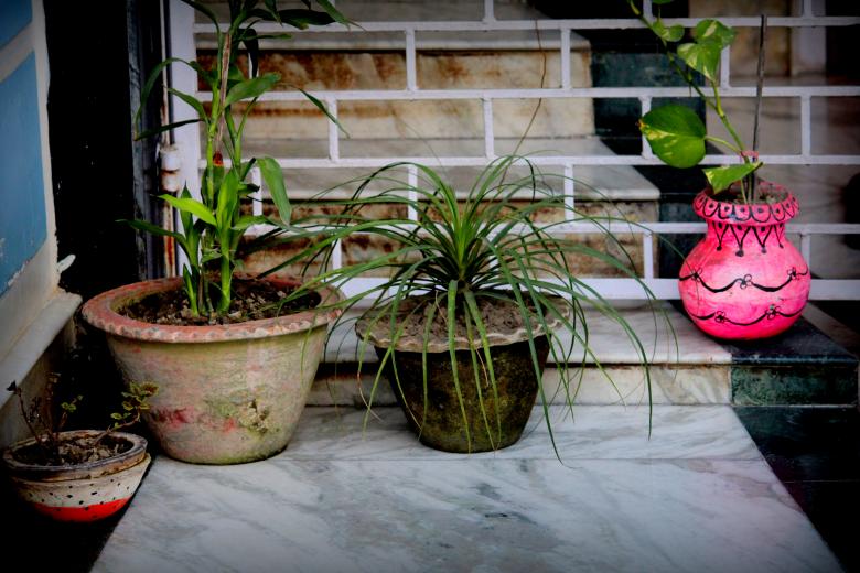 Free stock image of Potted House Plants created by Moon  Bhuyan