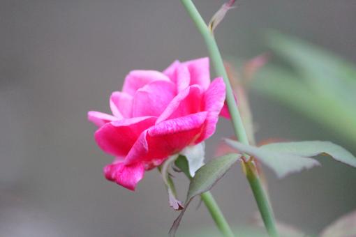 Pink Rose Up Close
