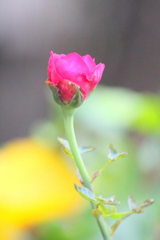 Free stock image of Small Pink Rose created by Moon  Bhuyan