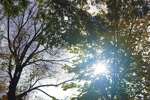 Autumn Sun Behind Trees - Free Stock Photo