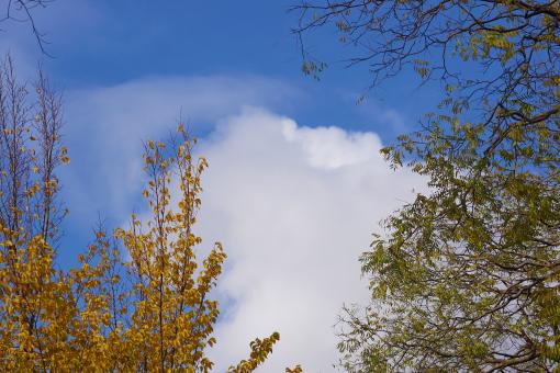 Autumn Treetops and Clouds - Free Stock Photo
