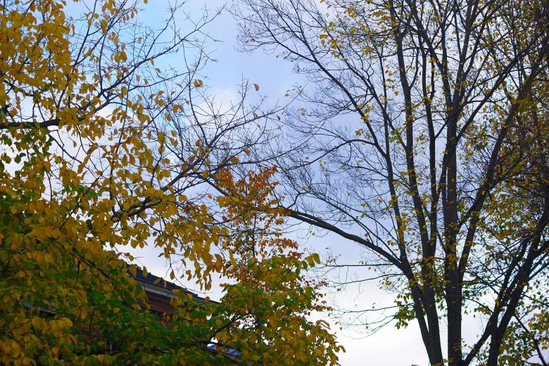 Free stock image of Autumn sky and trees created by Hans Zeilstra