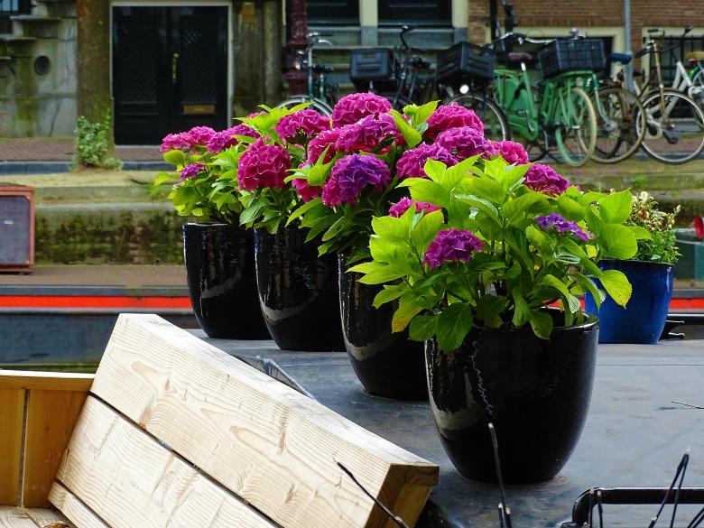 Free stock image of Purple Flowers in Pots created by Hans Zeilstra