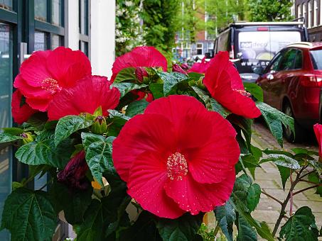 Red Flowers in the Streets of Amsterdam