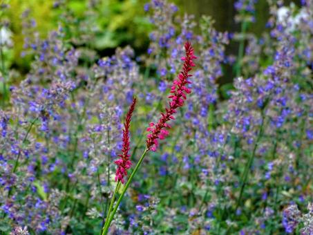 Blooming flowers in a park
