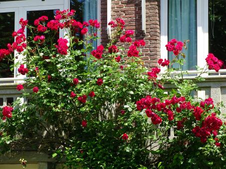 Red Rose Bush - Free Stock Photo