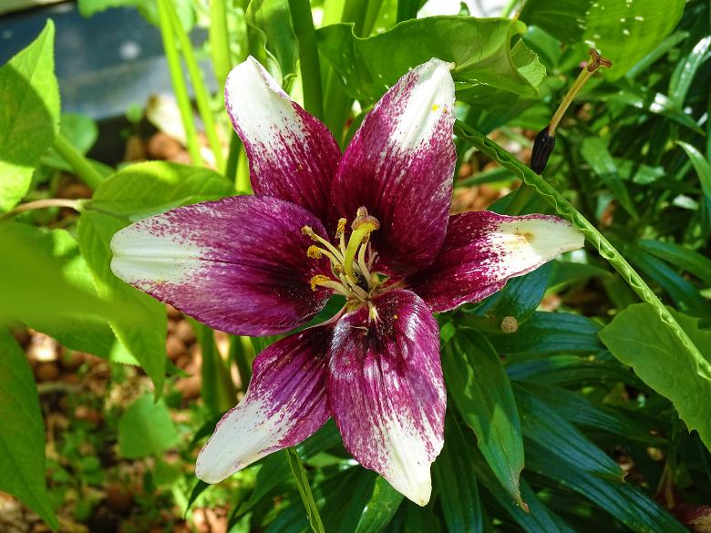 Free stock image of White and Purple Lily created by Hans Zeilstra