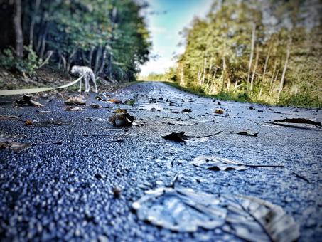 Morning Walk - Wet Street - Free Stock Photo