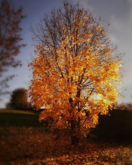 The Autumn Tree - Free Stock Photo