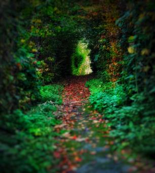 Path to Narnia - Free Stock Photo