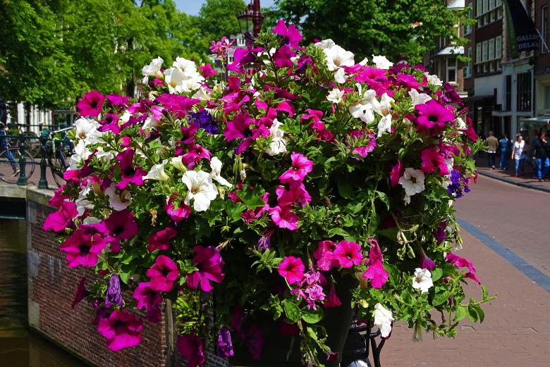 Free stock image of Flowers on a bridge railing created by Hans Zeilstra