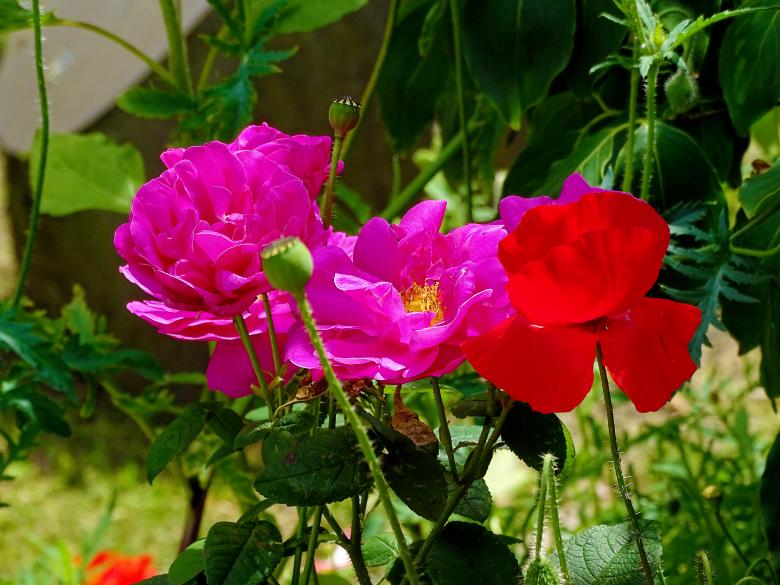Free stock image of Pink and Red Flowers in Bloom created by Hans Zeilstra