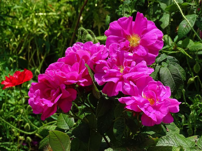 Free stock image of Pink Summer Flowers created by Hans Zeilstra