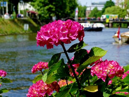 Flowers near the canal