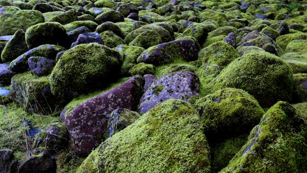 Wet Rocks and moss - Free Stock Photo