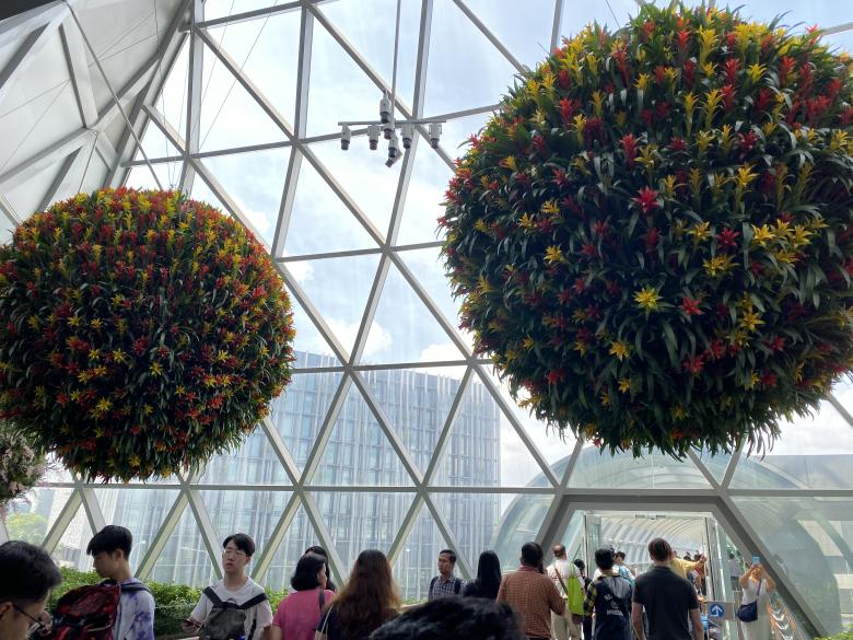 Free stock image of Natural tree grown in Changi created by SK