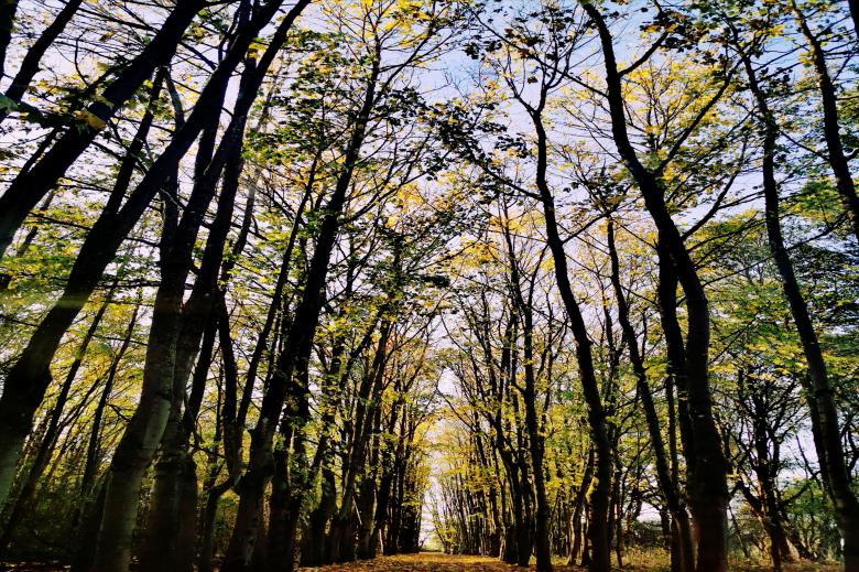 Free stock image of Path Through the Trees created by hassan