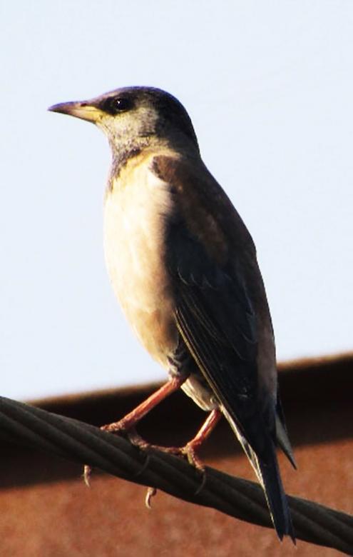 Free stock image of Orphean Warbler created by sylvester alphonso