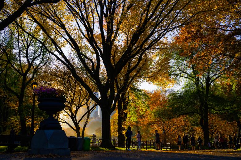 Free stock image of Autumn Foliage at the park created by Oleg