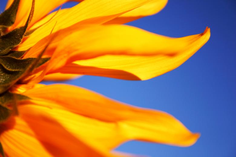 Free stock image of Yellow Sunflower Petals Closeup created by HappyEnd