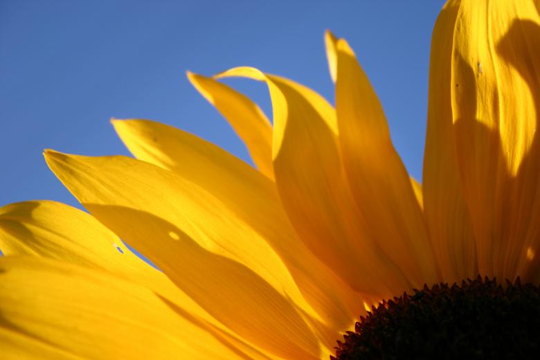 Free stock image of Sunflower Closeup created by HappyEnd