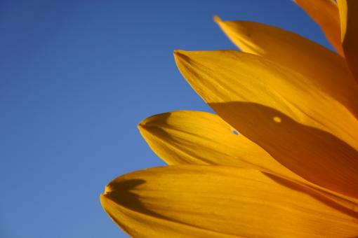 Sunflower Closeup - Blue Sky