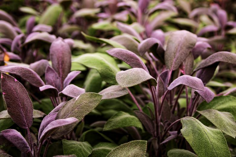 Free stock image of Purple Flowers and Leaves Background created by HappyEnd
