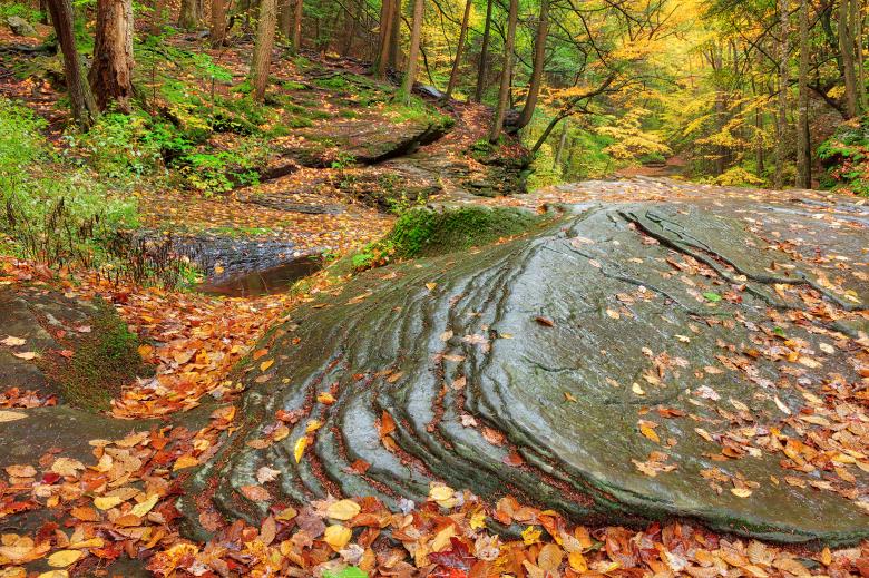 Free stock image of Autumn Sullivan Forest created by Nicolas Raymond