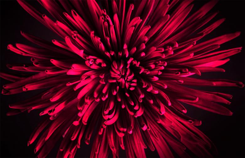 Free stock image of Vivid Red Flower - Background created by Jack Moreh