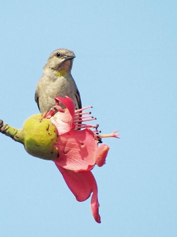 Free stock image of Chestnut Shouldered Petronia created by sylvester alphonso