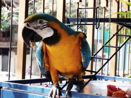 Blue & Yellow Macaw - Free Stock Photo