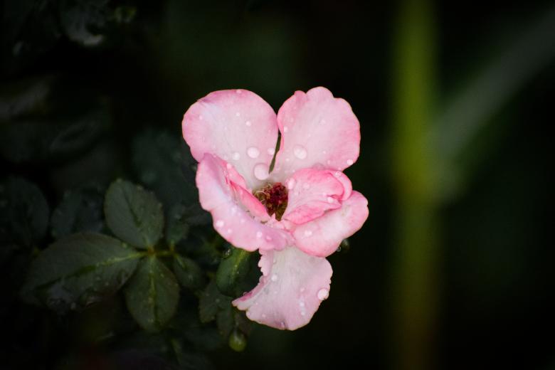 Free stock image of Pink Mogra Flower created by Muhammad Murtaza Ghani