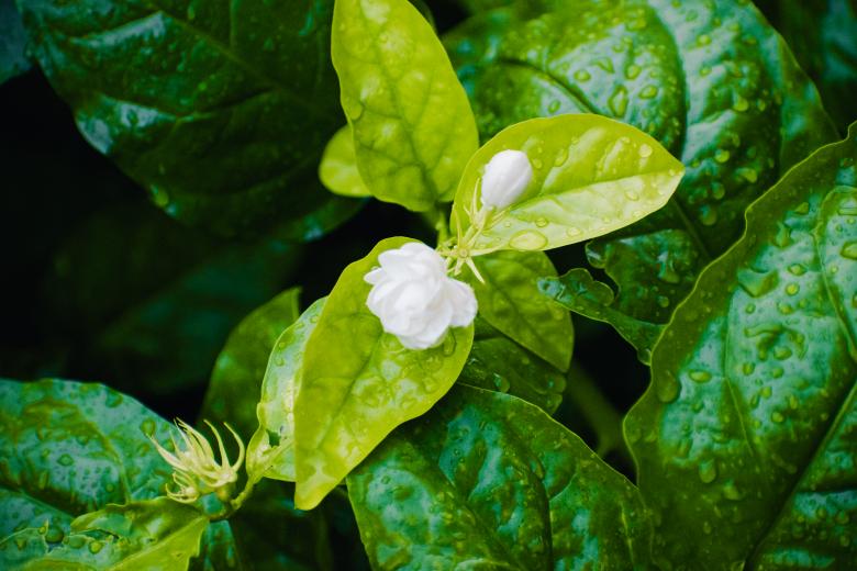 Free stock image of Small Jasmine Flower created by Muhammad Murtaza Ghani