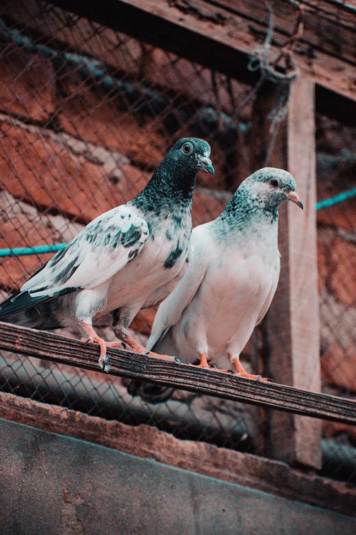 Free stock image of The Pigeon Couple created by Muhammad Murtaza Ghani