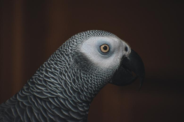 Free stock image of Grey Parrot Portrait created by Muhammad Murtaza Ghani