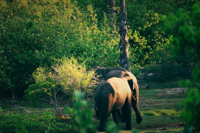 Free stock image of Sri Lanka Wild Elephant created by mohamed aslam