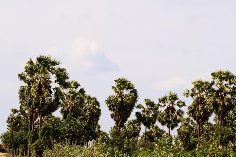 Free stock image of Palmyra Trees created by mohamed aslam