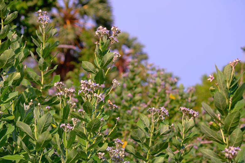 Free stock image of Forest Shrubs created by mohamed aslam