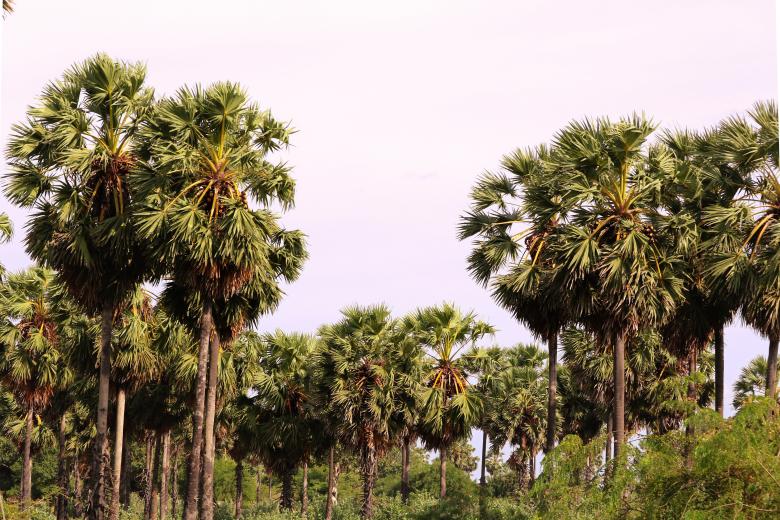 Free stock image of Palmyra palms trees created by mohamed aslam
