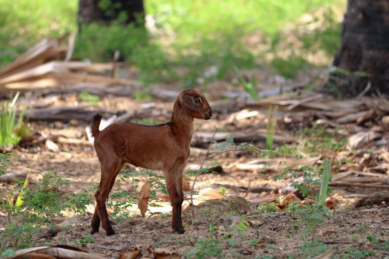 Free stock image of Beautiful Small Goat created by mohamed aslam