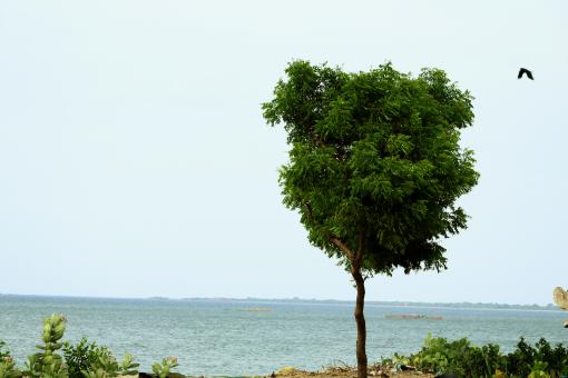 Plant by the Coast