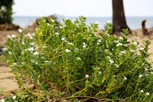 Seaside plant with a large beach in the background